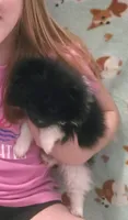 Little Oreo, a male Pomeranian for sale in West Point, VA – 1 of 2