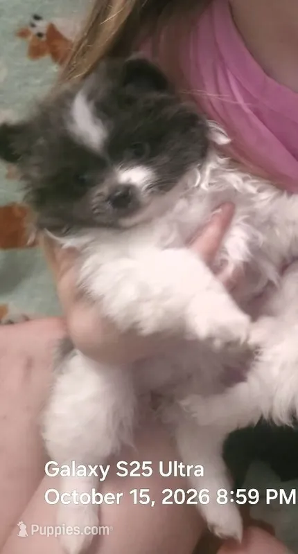 Princess – Pomeranian puppy for sale in West Point, VA