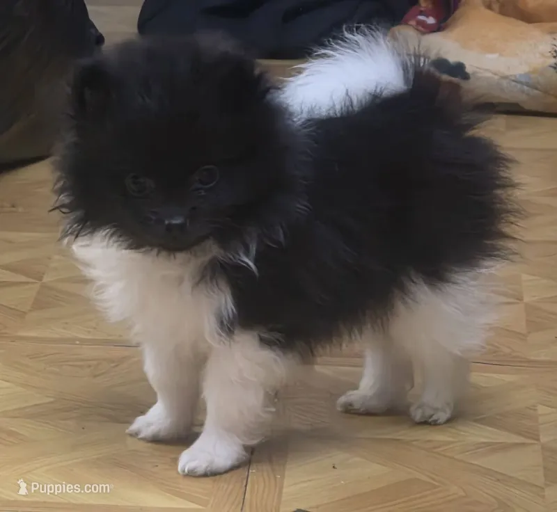 Little Oreo – Pomeranian puppy for sale in West Point, VA
