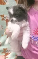 Princess, a female Pomeranian for sale in West Point, VA – 3 of 5