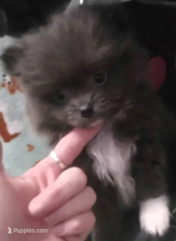 Bluey – Pomeranian puppy for sale in West Point, VA