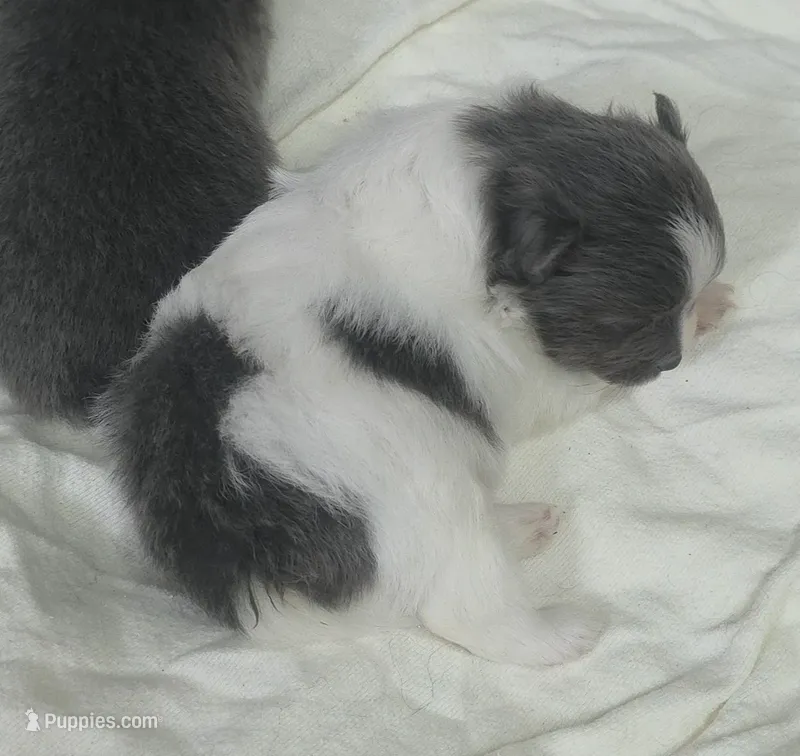 Princess – Pomeranian puppy for sale in West Point, VA