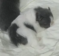 Princess, a female Pomeranian for sale in West Point, VA – 1 of 5
