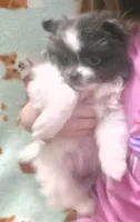 Princess, a female Pomeranian for sale in West Point, VA – 5 of 5