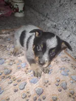 BOONE, a male Australian Cattle Dog for sale in South Whitley, IN – 2 of 2