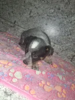 ANGEL, a female Australian Cattle Dog for sale in South Whitley, IN – 2 of 2