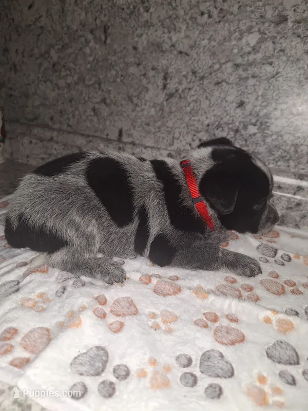 CHIP – Australian Cattle Dog puppy for sale in South Whitley, IN