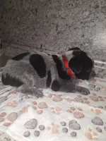 CHIP, a male Australian Cattle Dog for sale in South Whitley, IN – 1 of 2