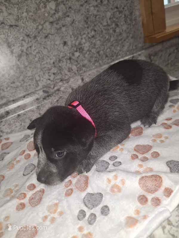 HONEY – Australian Cattle Dog puppy for sale in South Whitley, IN