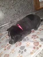 HONEY, a female Australian Cattle Dog for sale in South Whitley, IN – 1 of 2