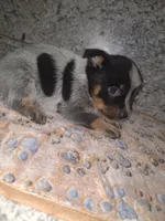 BOONE, a male Australian Cattle Dog for sale in South Whitley, IN – 1 of 2