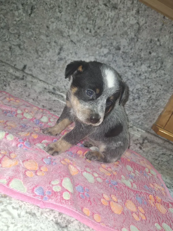 ANGEL – Australian Cattle Dog puppy for sale in South Whitley, IN