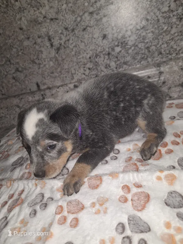 MOLLY – Australian Cattle Dog puppy for sale in South Whitley, IN