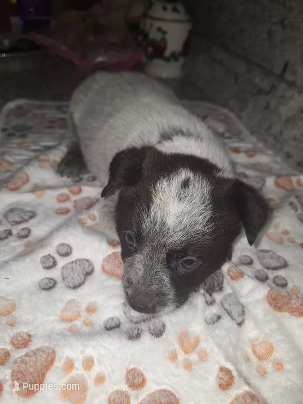 GLORY – Australian Cattle Dog puppy for sale in South Whitley, IN