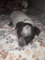 GLORY, a female Australian Cattle Dog for sale in South Whitley, IN – 1 of 2