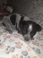 CHIP, a male Australian Cattle Dog for sale in South Whitley, IN – 2 of 2