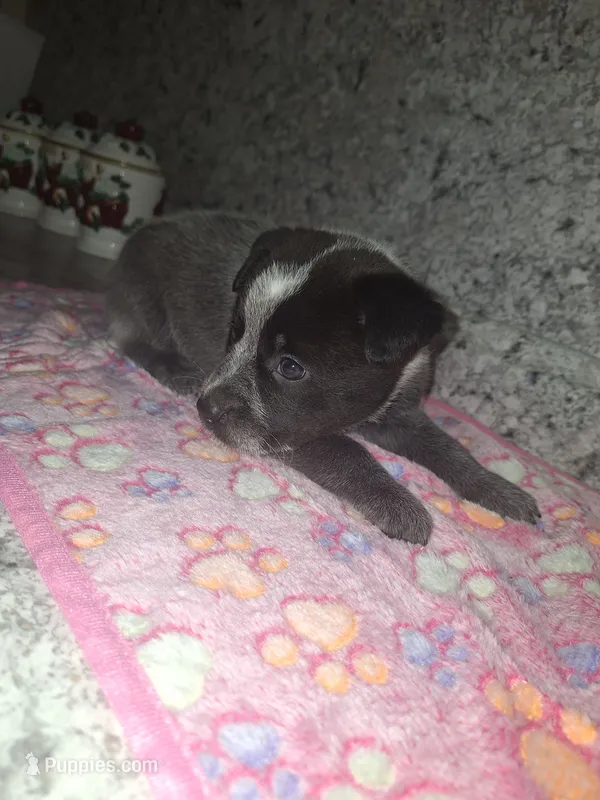 LACEY – Australian Cattle Dog puppy for sale in South Whitley, IN