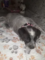 PAISLEY, a female Australian Cattle Dog for sale in South Whitley, IN – 2 of 2