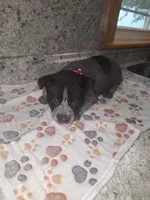 HONEY, a female Australian Cattle Dog for sale in South Whitley, IN – 2 of 2