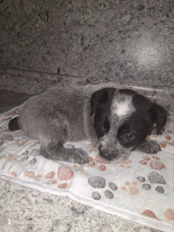 PAISLEY – Australian Cattle Dog puppy for sale in South Whitley, IN