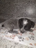 PAISLEY, a female Australian Cattle Dog for sale in South Whitley, IN – 1 of 2