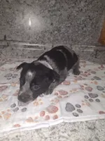 GRACIE, a female Australian Cattle Dog for sale in South Whitley, IN – 2 of 2