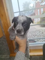 GLORY, a female Australian Cattle Dog for sale in South Whitley, IN – 2 of 2