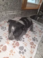 GRACIE, a female Australian Cattle Dog for sale in South Whitley, IN – 1 of 2