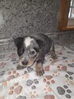 MOLLY, a female Australian Cattle Dog for sale in South Whitley, IN – 2 of 2