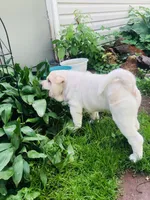 Cowboy , a male Chinese Shar-Pei for sale in Mounds View, MN – 5 of 10