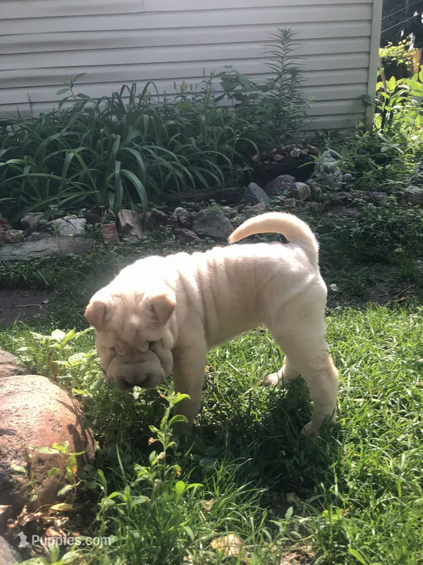 Goblet-sweet pea – Chinese Shar-Pei puppy for sale in Mounds View, MN