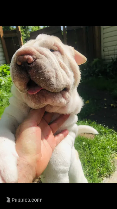 Cowboy  – Chinese Shar-Pei puppy for sale in Mounds View, MN