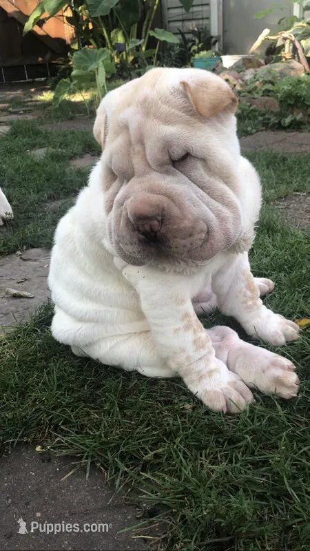 Tad-pole – Chinese Shar-Pei puppy for sale in Mounds View, MN