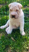    Hunk-polar bear, a male Chinese Shar-Pei for sale in Mounds View, MN – 7 of 9