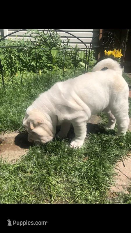 Bucky – Chinese Shar-Pei puppy for sale in Mounds View, MN