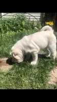 Bucky, a male Chinese Shar-Pei for sale in Mounds View, MN – 1 of 6