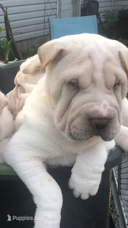    Hunk-Bulwinkle – Chinese Shar-Pei puppy for sale in Mounds View, MN