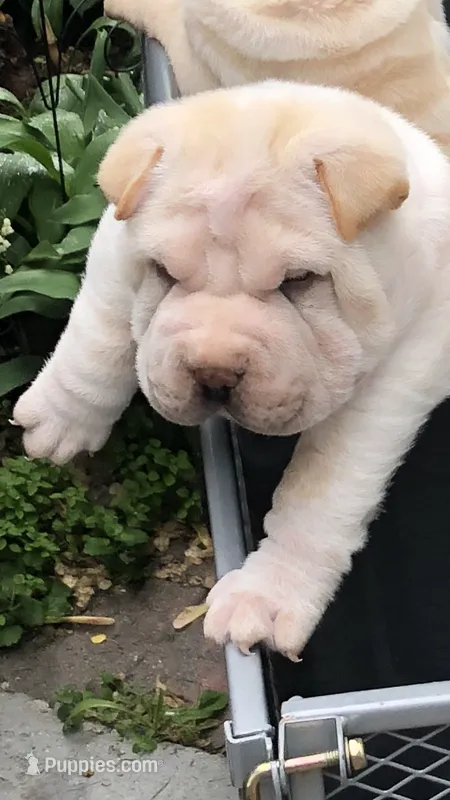 Tad-pole – Chinese Shar-Pei puppy for sale in Mounds View, MN