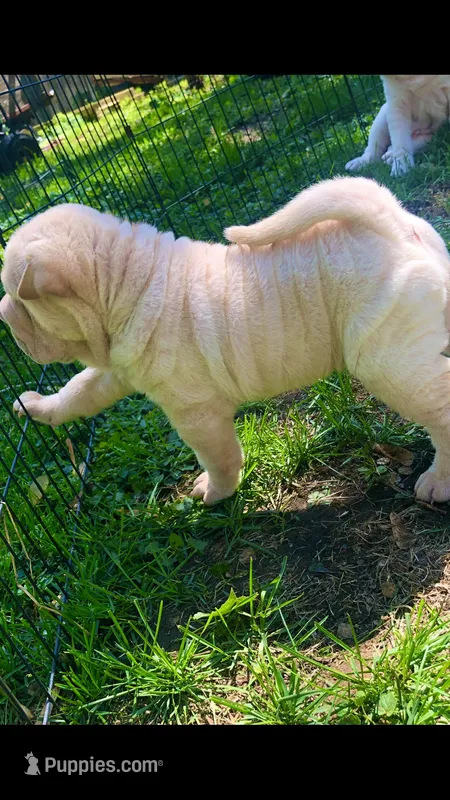 Goblet-sweet pea – Chinese Shar-Pei puppy for sale in Mounds View, MN