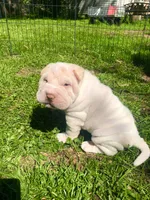 Bucky-handsome , a male Chinese Shar-Pei for sale in Mounds View, MN – 2 of 5
