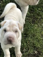 Moses, a male Chinese Shar-Pei for sale in Mounds View, MN – 3 of 10