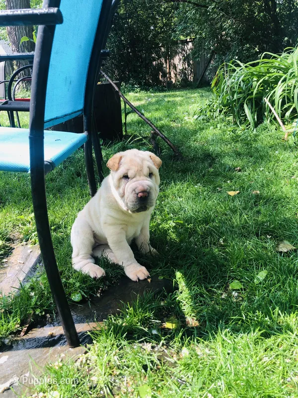Goblet-sweet pea – Chinese Shar-Pei puppy for sale in Mounds View, MN