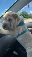 Q-pea doll, a female Chinese Shar-Pei for sale in Mounds View, MN – 5 of 10