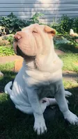    Hunk/polar bear , a male Chinese Shar-Pei for sale in Mounds View, MN – 3 of 10