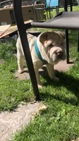 Q-pea doll, a female Chinese Shar-Pei for sale in Mounds View, MN – 10 of 10