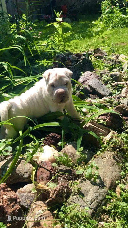 Moses – Chinese Shar-Pei puppy for sale in Mounds View, MN