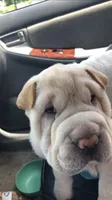 Q-pea , a female Chinese Shar-Pei for sale in Mounds View, MN – 5 of 10