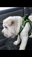 Moses, a male Chinese Shar-Pei for sale in Mounds View, MN – 7 of 10