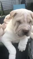    Hunk, a male Chinese Shar-Pei for sale in Mounds View, MN – 9 of 9