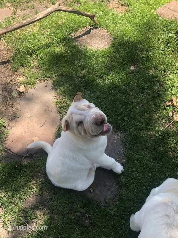    Hunk – Chinese Shar-Pei puppy for sale in Mounds View, MN